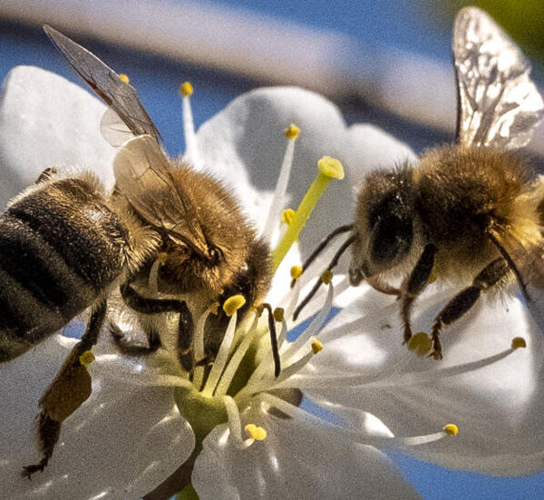 د طارق عبدالعليم: كيف نحمي النحل من خطر…