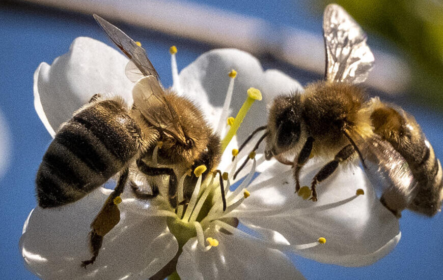 د طارق عبدالعليم: كيف نحمي النحل…