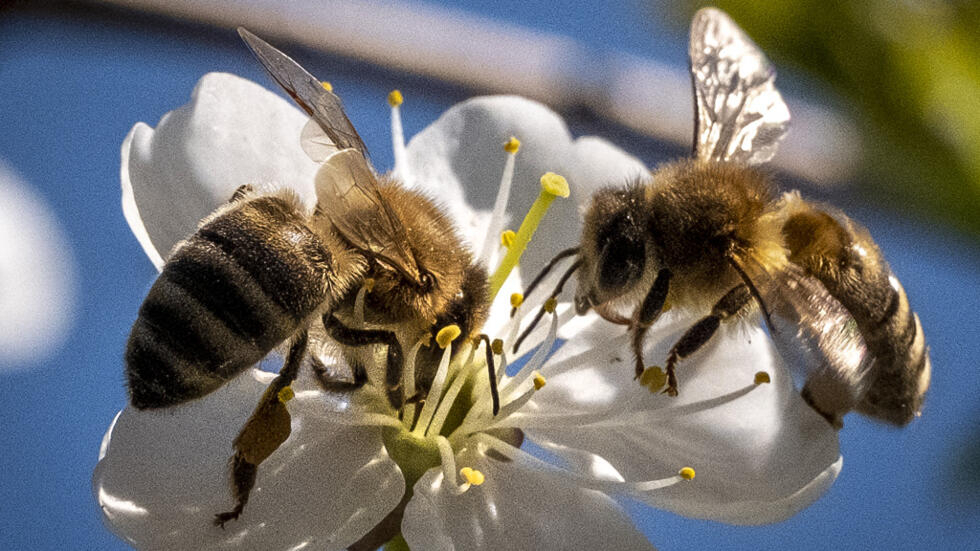 د طارق عبدالعليم: كيف نحمي النحل من خطر المبيدات؟